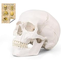 Ronten human skull for sale  Delivered anywhere in USA 
