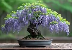 Chinese wisteria bonsai for sale  Delivered anywhere in USA 