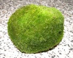 Moss balls cladophora usato  Spedito ovunque in Italia 