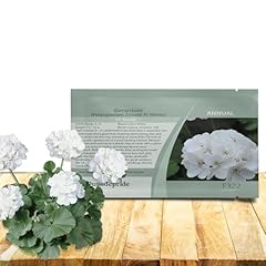 Outsidepride white geranium for sale  Delivered anywhere in USA 