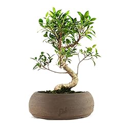 Ficus retusa bonsai usato  Spedito ovunque in Italia 
