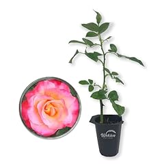 Granada rose bush for sale  Delivered anywhere in USA 