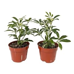 Easy grow schefflera for sale  Delivered anywhere in USA 