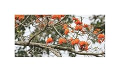 Pcs 10x erythrina d'occasion  Livré partout en France