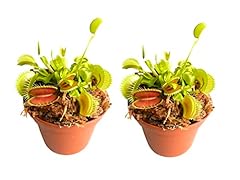 Venus flytrap potted for sale  Delivered anywhere in UK