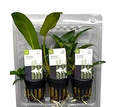 Anubias set piante usato  Spedito ovunque in Italia 