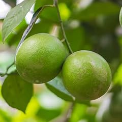 Yougarden citrus key for sale  Delivered anywhere in UK