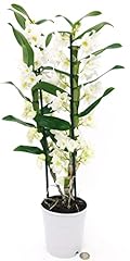 Powers flowers dendrobium usato  Spedito ovunque in Italia 