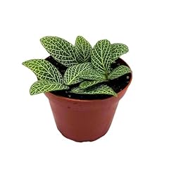 Harmony foliage fittonia for sale  Delivered anywhere in USA 