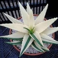 Chuxay garden white for sale  Delivered anywhere in USA 