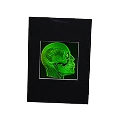 Holobrands brain skull for sale  Delivered anywhere in USA 