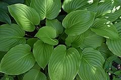 Garden perennial hosta for sale  Delivered anywhere in Ireland
