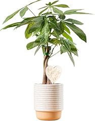 Costa farms money for sale  Delivered anywhere in USA 