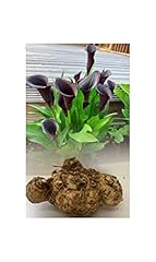 Zantedeschia black star for sale  Delivered anywhere in UK