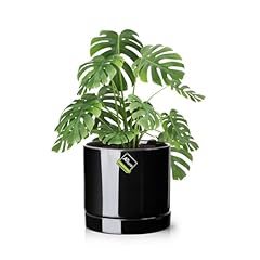 Aveyas inch ceramic for sale  Delivered anywhere in USA 