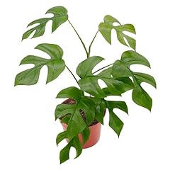 California tropicals tetrasper for sale  Delivered anywhere in USA 