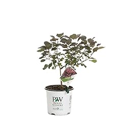 Winecraft black smokebush for sale  Delivered anywhere in USA 