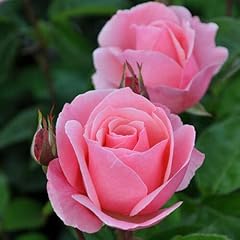 Bare root rose for sale  Delivered anywhere in UK
