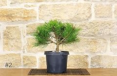Pre bonsai di Pino Rosso Densiflora"Low Glow" - usato  Spedito ovunque in Italia 