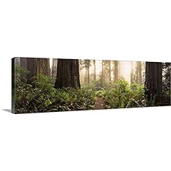 Redwood trees forest for sale  Delivered anywhere in USA 