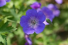 Geranium rozanne perennial for sale  Delivered anywhere in USA 