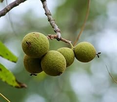 Black walnut trees for sale  Delivered anywhere in USA 