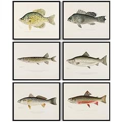 Vintage fish wall for sale  Delivered anywhere in USA 
