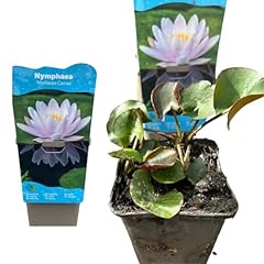 Nymphaea seerose winterharte gebraucht kaufen  Wird an jeden Ort in Deutschland