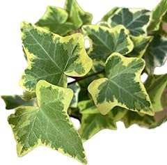 English ivy gold for sale  Delivered anywhere in USA 