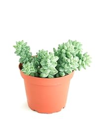 Shop succulents string for sale  Delivered anywhere in USA 