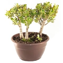 Bonplants crassula ovata usato  Spedito ovunque in Italia 