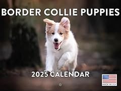 Border collie puppy for sale  Delivered anywhere in USA 