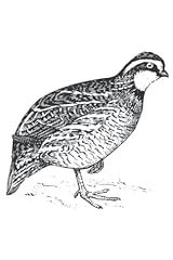 Bobwhite quail bird for sale  Delivered anywhere in UK