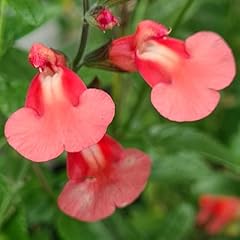 Salvia regal salmon for sale  Delivered anywhere in UK