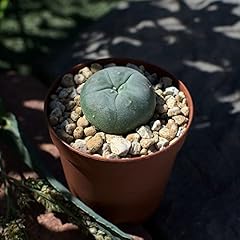Lophophora williamsii peyote gebraucht kaufen  Wird an jeden Ort in Deutschland