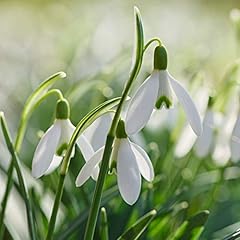 Hardy spring flowering for sale  Delivered anywhere in UK