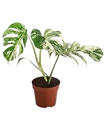 Dehner fensterblatt variegata gebraucht kaufen  Wird an jeden Ort in Deutschland