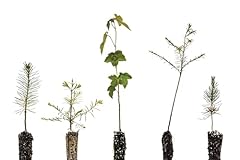 Bonsai tree bundle for sale  Delivered anywhere in USA 