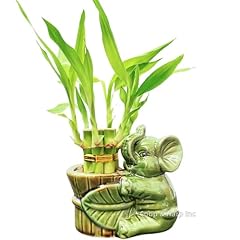 Stalk small lucky for sale  Delivered anywhere in USA 