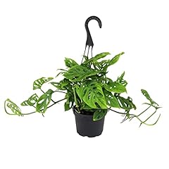 Swiss cheese plant for sale  Delivered anywhere in USA 