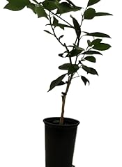 Glen navel orange for sale  Delivered anywhere in USA 