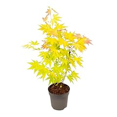 Plant box japanischer gebraucht kaufen  Wird an jeden Ort in Deutschland