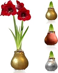 Amaryllis wachs silber gebraucht kaufen  Wird an jeden Ort in Deutschland