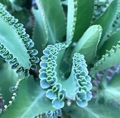 Kalanchoe daigremontiana mothe for sale  Delivered anywhere in USA 