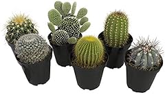 Altman plants assorted for sale  Delivered anywhere in USA 