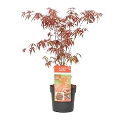 Acer palmatum atropurpureum usato  Spedito ovunque in Italia 