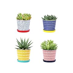 Selamica ceramic succulent for sale  Delivered anywhere in USA 