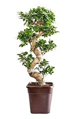 Bonplants bonsai ficus usato  Spedito ovunque in Italia 