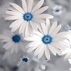 Afan blue eyed for sale  Delivered anywhere in UK