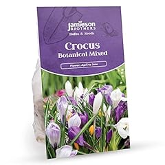 Crocus bulbs botanical for sale  Delivered anywhere in UK